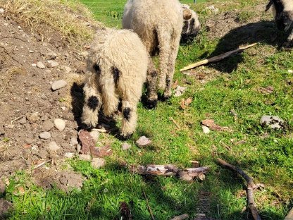 Bild 3:Walliser Schwarznasen Auen