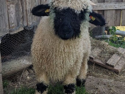 Walliser Schwarznasen Widder HB-fähig