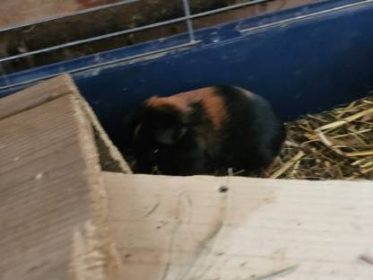 Bild 2:Meerschweinchen