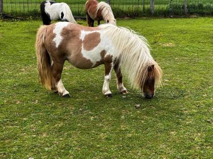 Bild 9:Minishetty, Minipony Stuten