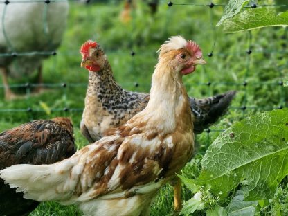 Bild 8:Hähne zu vergeben