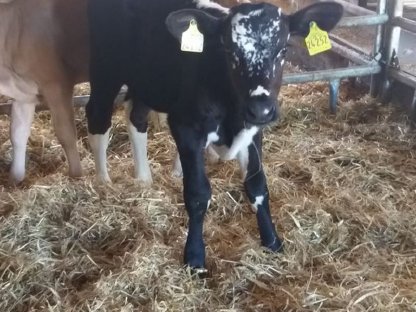 Bullenkalb Mutterkuh/Ammenkuh Witrug