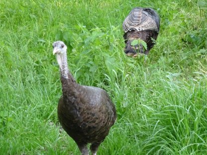 Bild 6:Nordamerikanische Wildpute, 1 Henne vom 3.7.2024