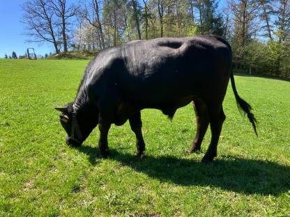 Wagyu-Stier reinrassig