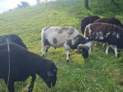 Bild 2:Waldschafwidder