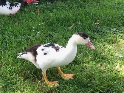 Hübsches junges Stumm-Ente