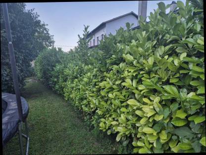 Bild 4:Kirschlorbeer Pflanzen