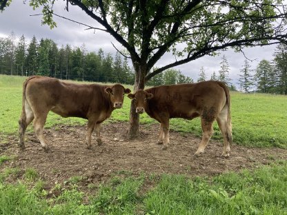 Verkaufe mehrere Limousin (BIO)