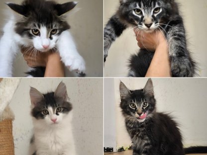 Wahnsinnig schöne Maine Coon