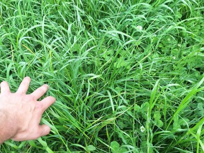 Bild 3:Heu 2. Schnitt - Ernte 2025