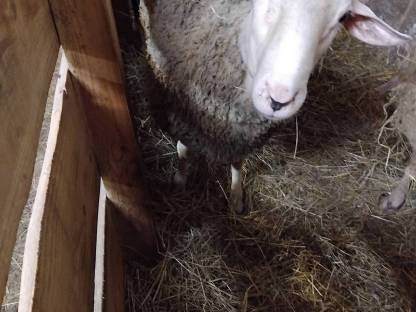 Schaf Widder