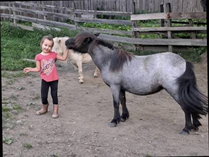 Mohrenkopf-Ponystute Jessy mit Fohlen