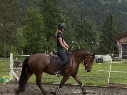 Hafi-Mix Stute