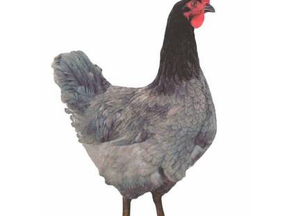 Verkaufe 2 Grünleger