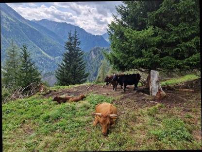 Bild 4:Dexter Rinder