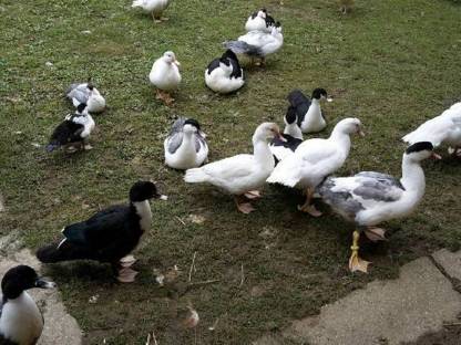 Bild 2:Warzenenten zum Abgeben