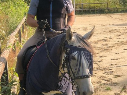 Reiter sucht Pferd zu mieten!