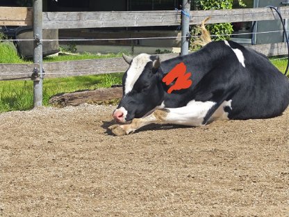 Bild 3:HF Stier 20 Monate