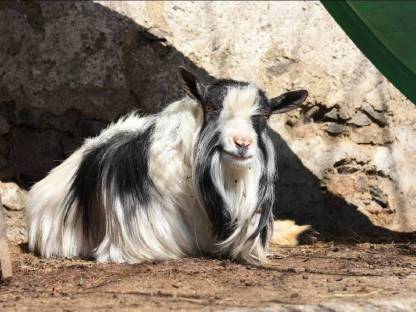 Bild 2:Süßer Zwergziegenbock sucht ein neues Zuhause