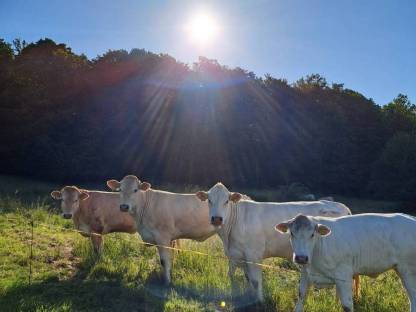 Bild 2:Blonde d'Aquitaine Zuchtkalbinnen belegfähig