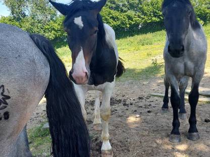 Noriker Stute und Hengst