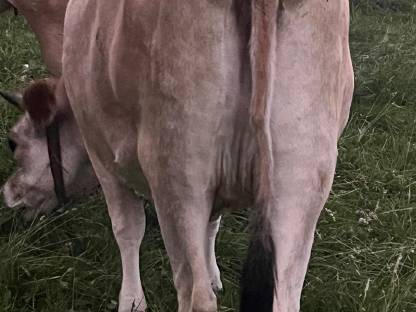 Bild 2:Jersey Kalbin