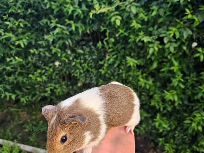 Bild 7:Meerschweinchen