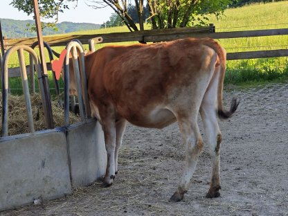 Bild 2:Jersey Kalbin 16 Monate