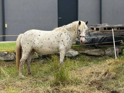 Tigerpony Stute