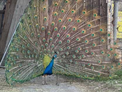 Pfau zu verkaufen