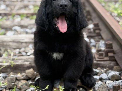 Bild 5:Neufundländer