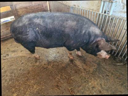 Schwein Berkshire