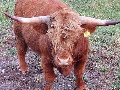Bild 2:Hochlandrinder Stiere