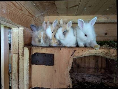 Bild 6:Laufend Zwergkaninchen in allen Farben zu vergeben