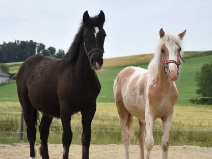 Noriker Stute und Haflinger/Tinker Hengst, 6 Monate alt