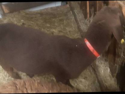 Bild 2:Brauner Bergschafwidder BIO