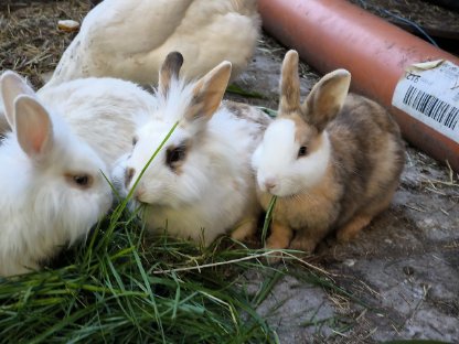Kaninchen Babys und Erwachsene