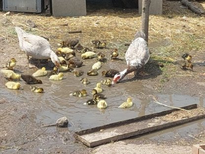 Babyenten aus Naturbrut