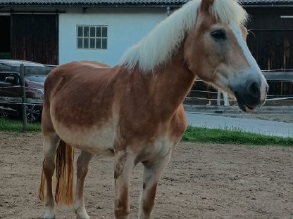 Hafi zu verkaufen