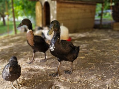 Bild 6:Enten zu vergeben