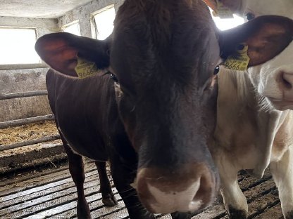 Pinzgauer Stier zu verkaufen