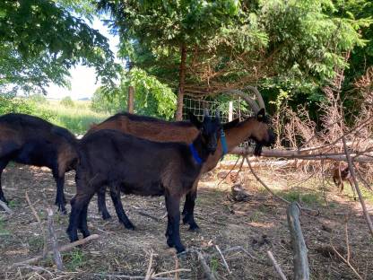 Bild 2:Weibliche Pinzgauer Ziegen