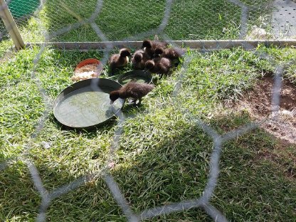 Cayuga Enten Küken