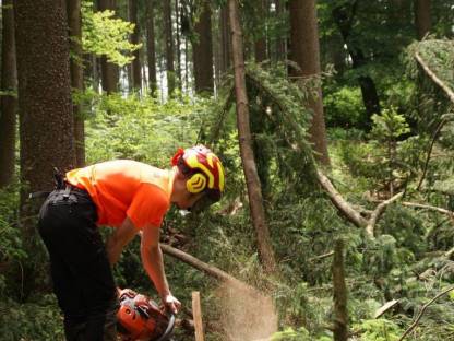 Bild 3:Suche Wochenendjob in der Forstwirtschaft