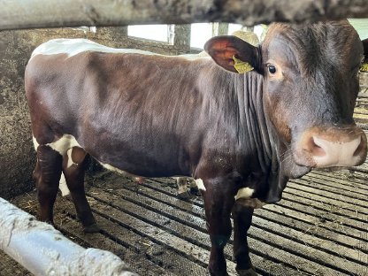 Bild 3:Pinzgauer Stier zu verkaufen