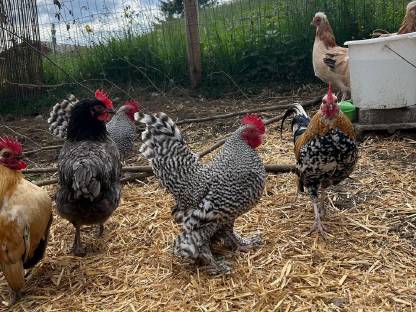 Bild 8:Junghähne zum Hergeben, verschiedene Hähne