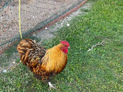 Bild 3:Seidenhühner, Orpington und Buschhühner