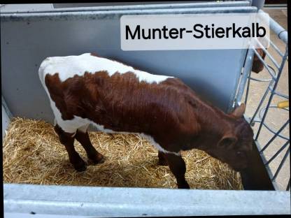 Original Pinzgauer Zucht-Stierkälber