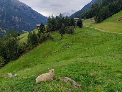 Suche kleine Landwirtschaft mit Stall und Wiesen