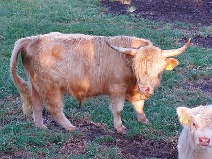 Bild 4:Hochlandrinder Stiere